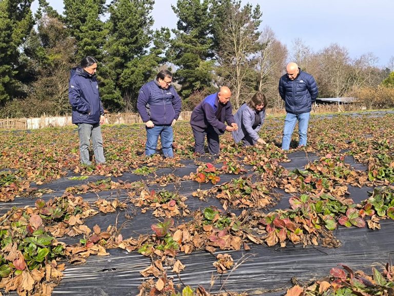 Anuncian apertura de concurso de riego para pequeña agricultura familiar campesina