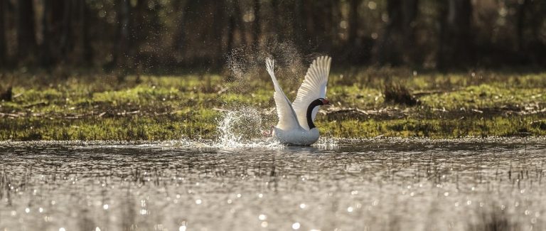 Corte Suprema acoge casación y ordena reparación de daño ambiental en humedal Teja Sur