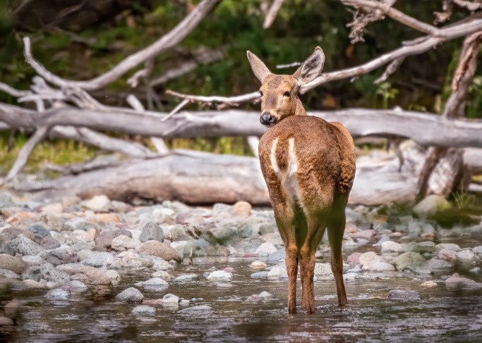 Abiertas postulaciones a nueva versión de Diplomado en Gestión de Áreas Protegidas