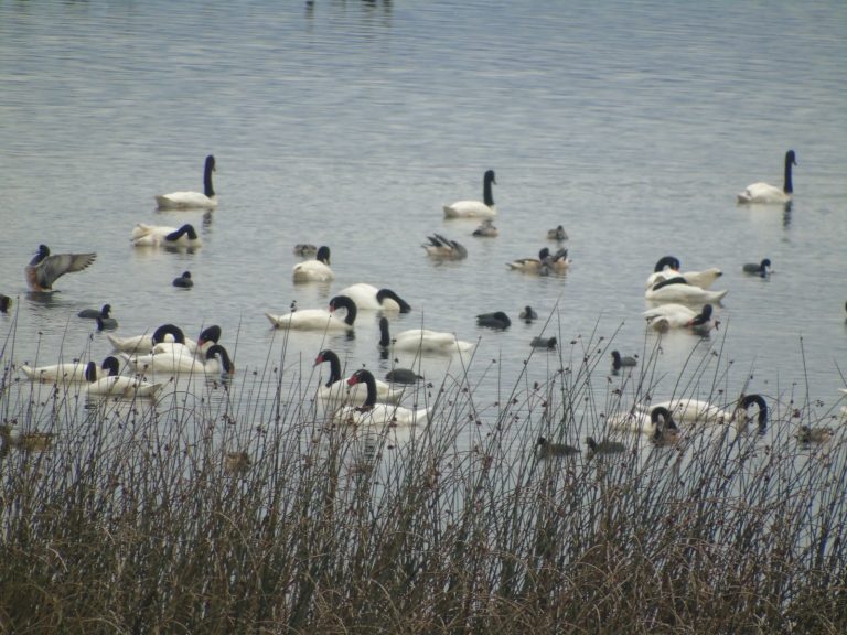 Santuarios Río Cruces y Chorocamayo inician postulación a Lista Verde de la UICN