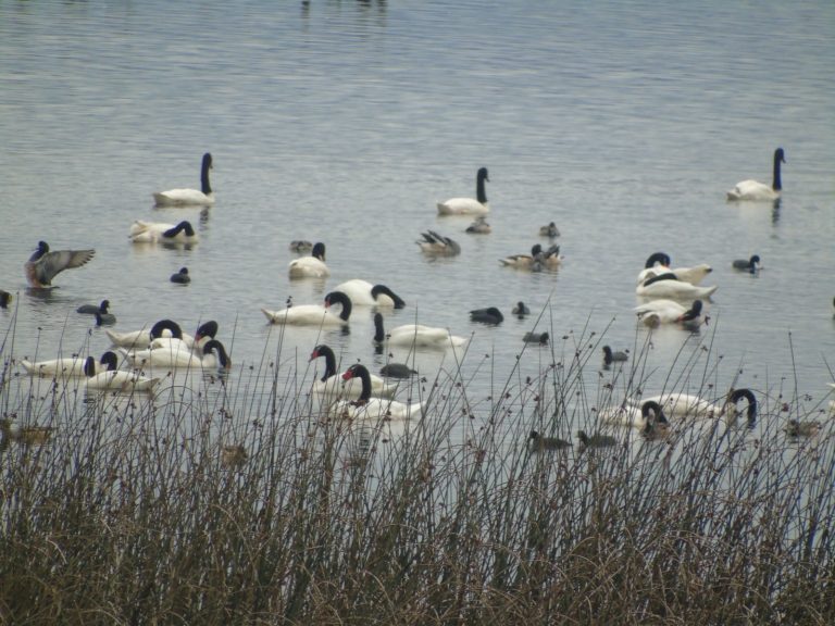 CONAF realiza patrullaje en el Santuario del Río Cruces tras incidente en planta de Celulosa Arauco
