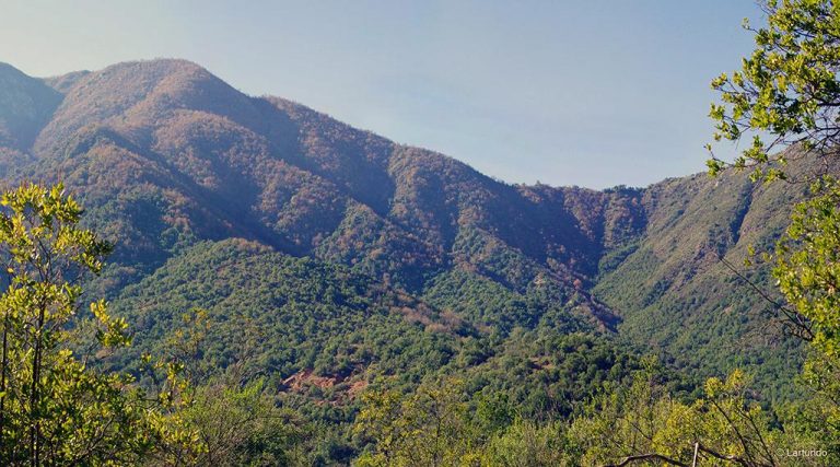 Investigación revela que el bosque mediterráneo chileno está al borde del colapso