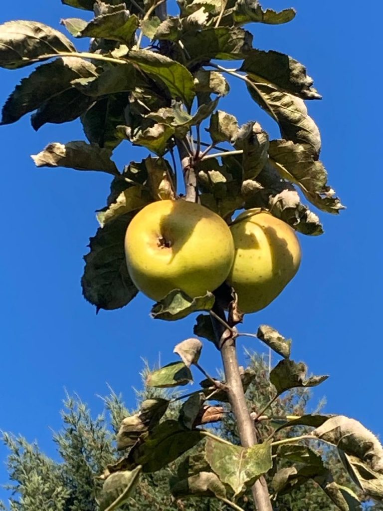 Anuncian seminario orientado al rescate, estudio y valorización de las manzanas patrimoniales