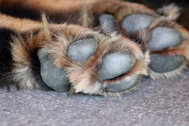 Colmevet apela a sobreseimiento de tres imputados por daños a la salud de más de 400 mascotas