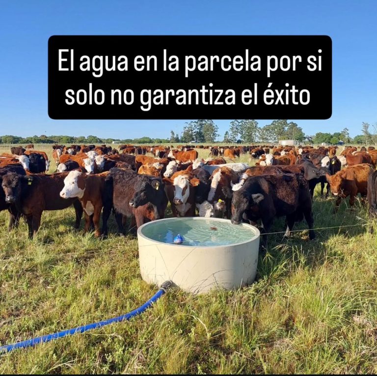 La ciencia detrás del bebedero: forma, ubicación, sombra y la sustentabilidad del sistema