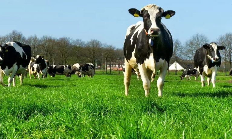 En septiembre inicia la Encuesta Nacional Agropecuaria 2025 para generar estadísticas clave del sector