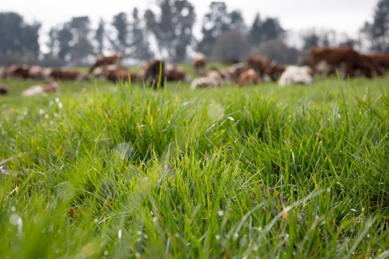 Los Ríos toma la delantera en el sector lácteo con alza histórica en recepción industrial