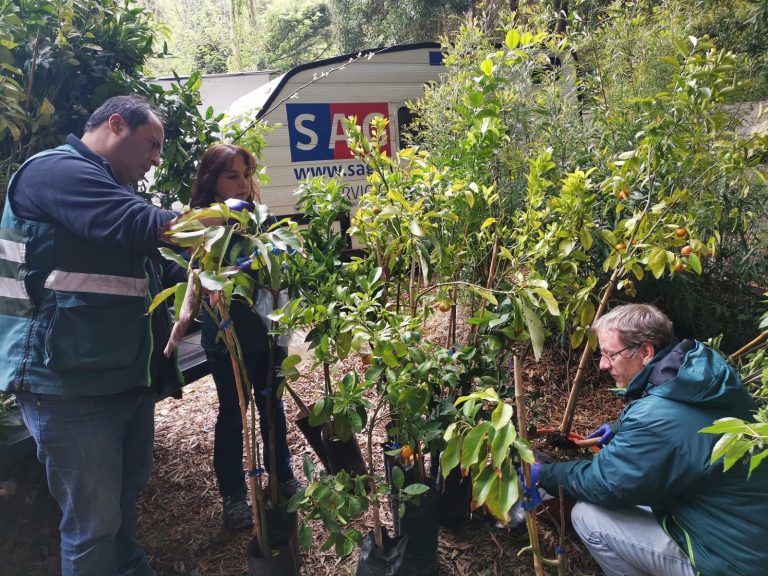 SAG decomisó 150 plantas de cítricos en Valdivia