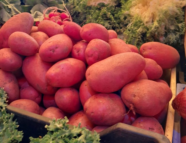 Productores y comerciantes de papa deben inscribirse en el SAG