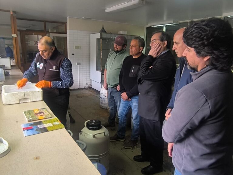 Promueven mejoramiento genético de ganado bovino de pequeños agricultores de Los Ríos