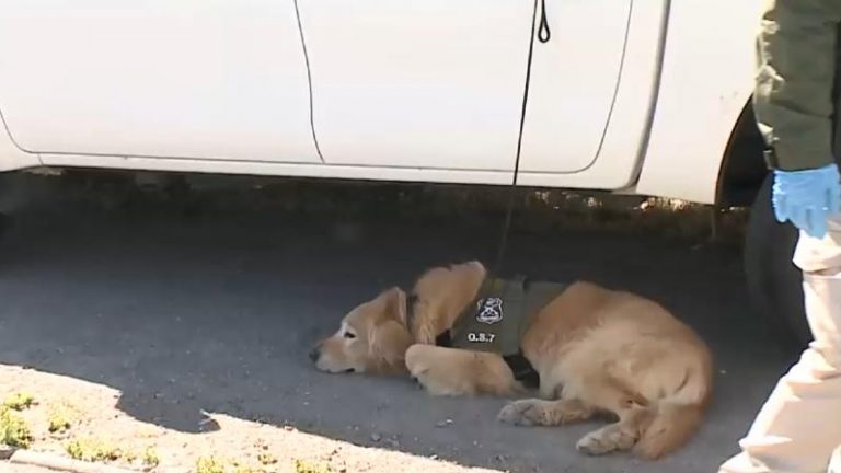 Carabinero unionino se emociona al despedir a “Flipper”, su perro policial que se retira tras ocho años de servicio