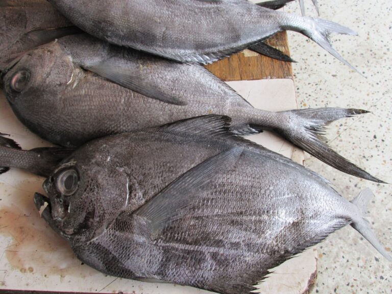 Histórica incautación de recursos del mar en la región de Los Ríos