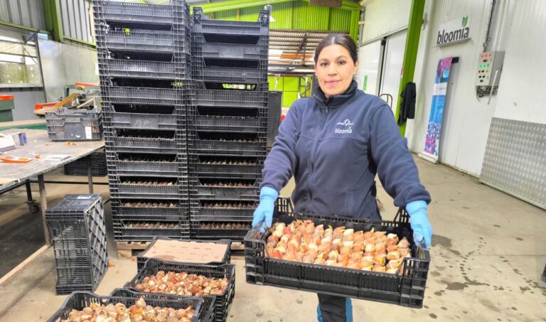 Región de Los Ríos: corazón de la industria de las flores en Chile