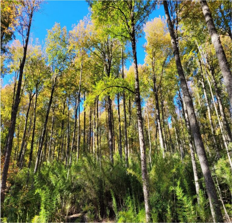 Los Ríos será sede de la primera Cumbre del Bosque Nativo: una alianza nacional por la conservación y el desarrollo sostenible