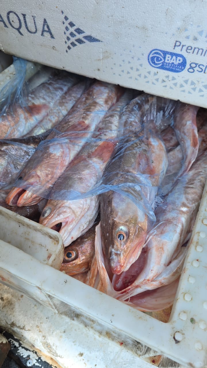 Incautan cargamento de pescados de origen ilegal y furgón en control carretero
