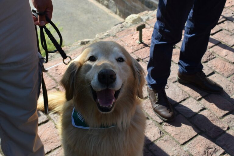 Flipper, el perro detector del OS7, inicia su retiro y se traslada a Valdivia junto a su guía