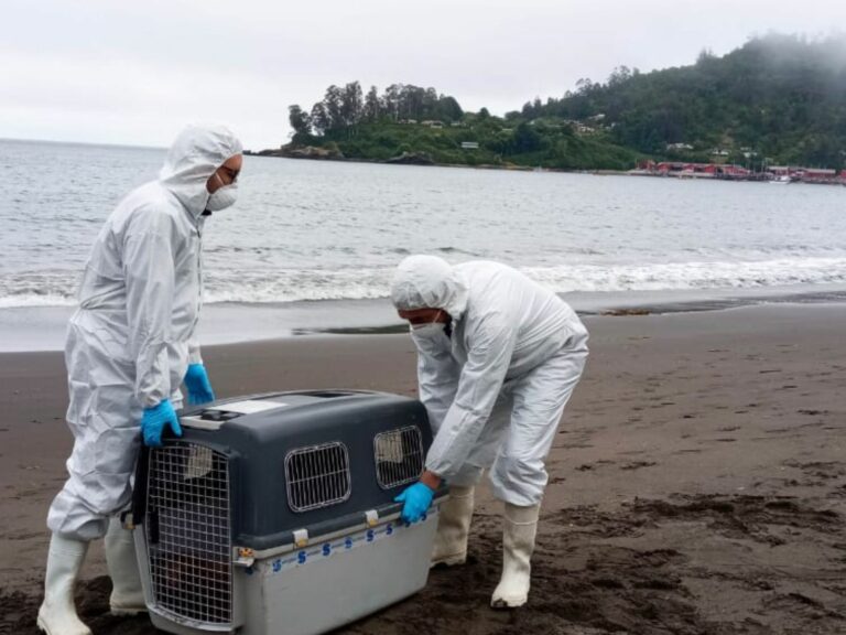 Lobo marino fue trasladado desde Los Molinos hasta Puerto Montt para su recuperación