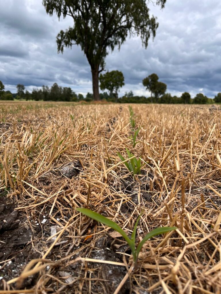 El eslabón perdido de la sustentabilidad: cuando la ciencia no basta