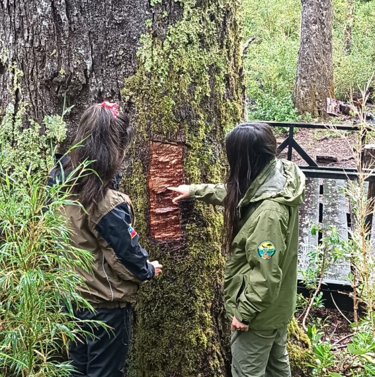CONAF alerta daño a Coihue Abuelo de 600 años en la Reserva Nacional Mocho Choshuenco