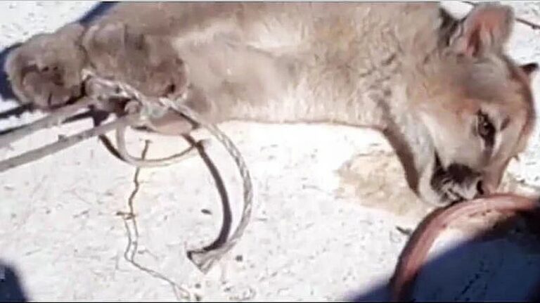 Colmevet Llanquihue-Puerto Montt-Osorno presenta denuncia por muerte de puma en la región