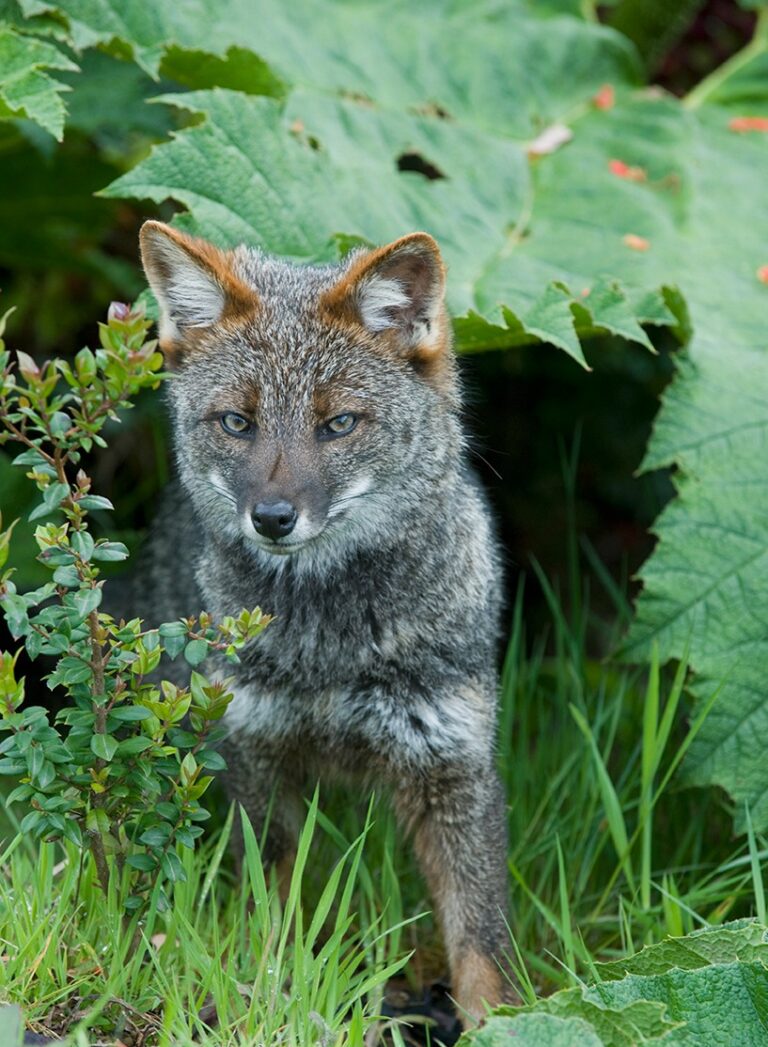 Ministerio del Medio Ambiente inicia Plan RECOGE para la conservación del zorro chilote y confirma nuevos registros en la comuna de Mariquina