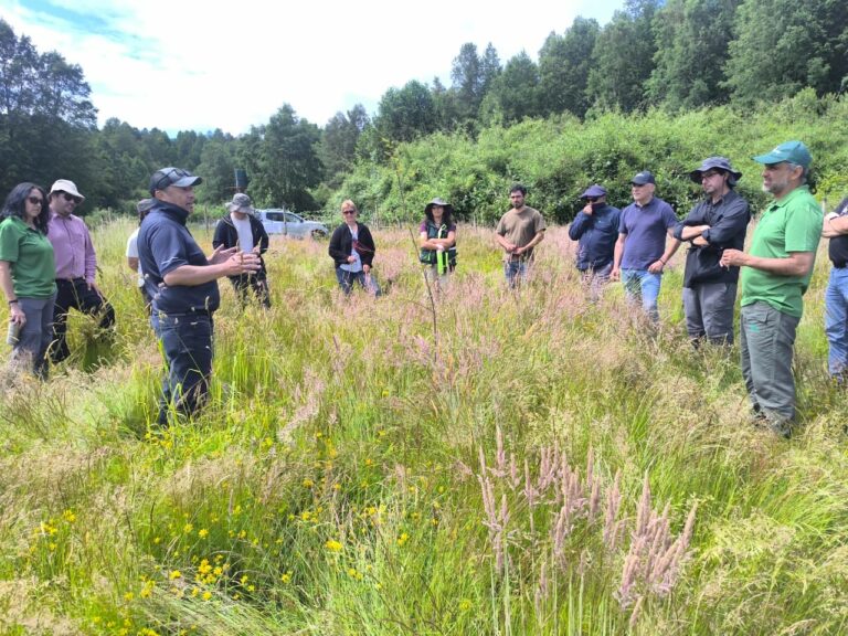 Programa Siembra por Chile restauró 420 hectáreas de bosque en la Región de Los Ríos