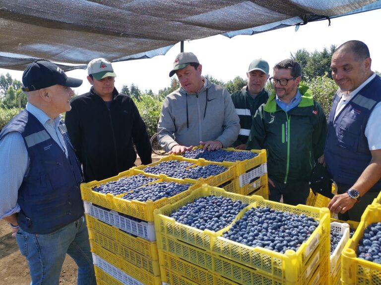 SAG realiza “inspección en línea” para arándanos de exportación en Los Ríos