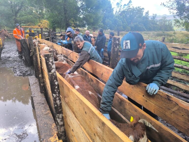 Trazabilidad y comercialización: el impacto de operativos en rebaños de pequeños ganaderos