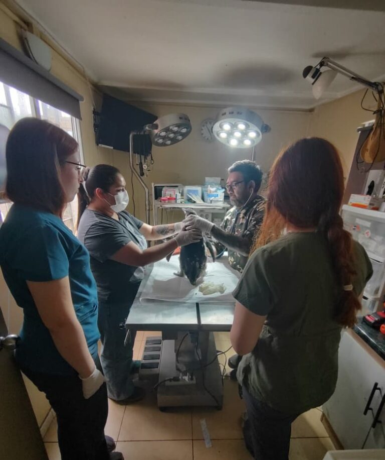 Sernapesca hace un llamado a cuidar la fauna marina protegida