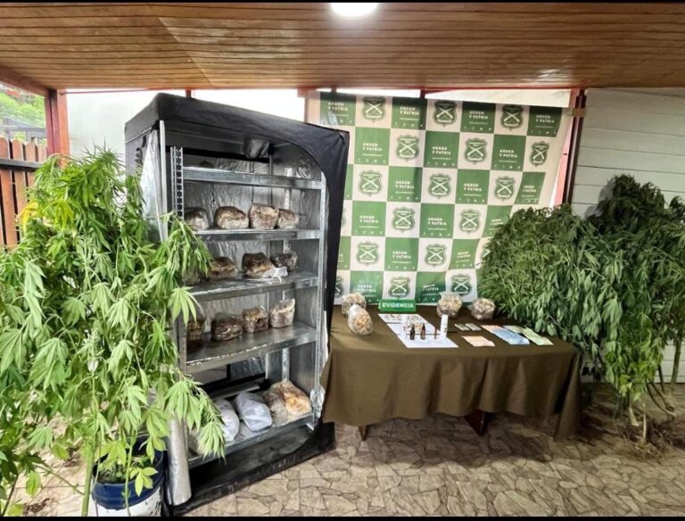 En prisión preventiva quedó imputado que tenía más de 31 kilos de hongos alucinógenos