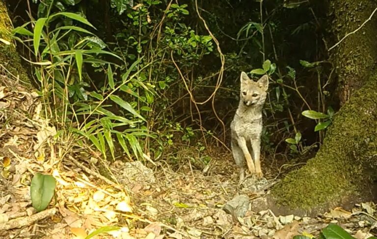 Cámaras trampa registran presencia de zorro Chilla en la Reserva Nacional Mocho Choshuenco
