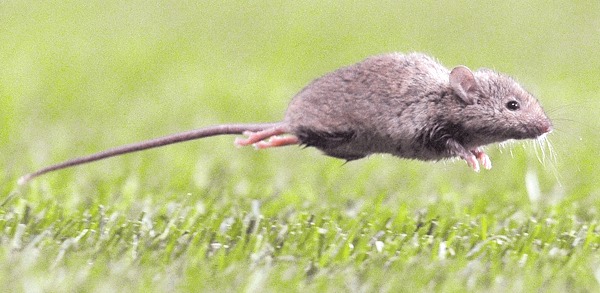 Seremi de Salud confirma primer caso fallecido por Hantavirus en la región