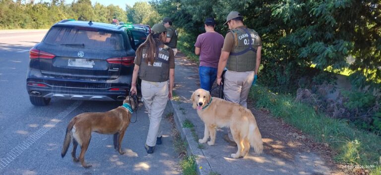 Carabineros del OS7 Valdivia fortalece persecución criminal con la llegada de 2 canes detectores de drogas