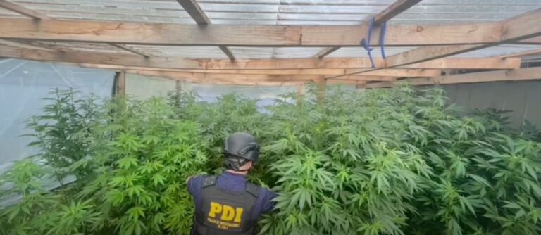 Fiscalía formalizó a imputado por tráfico de drogas y cultivo de cannabis en Río Bueno: quedó en prisión preventiva