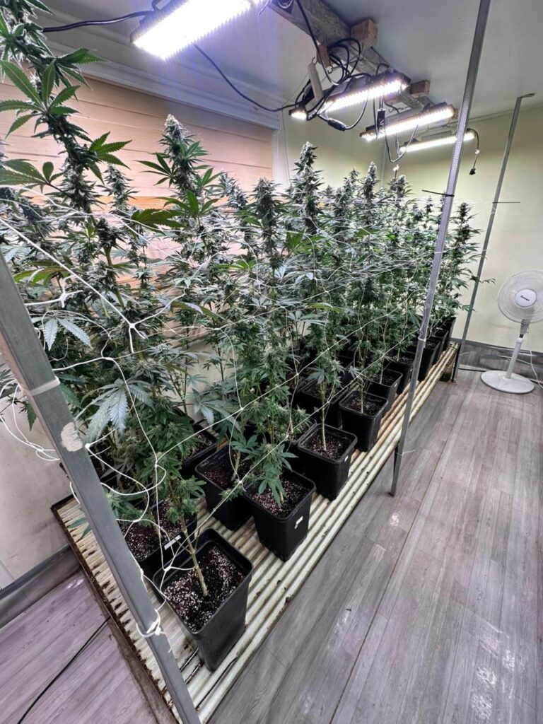 Fiscalía y PDI desbaratan falso club cannábico en Valdivia: Un detenido e incautación de millonario cargamento