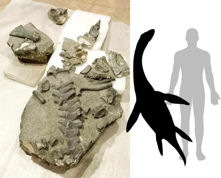 Investigadores U. de Chile descubren la primera especie de plesiosaurio Jurásico hallada en el país