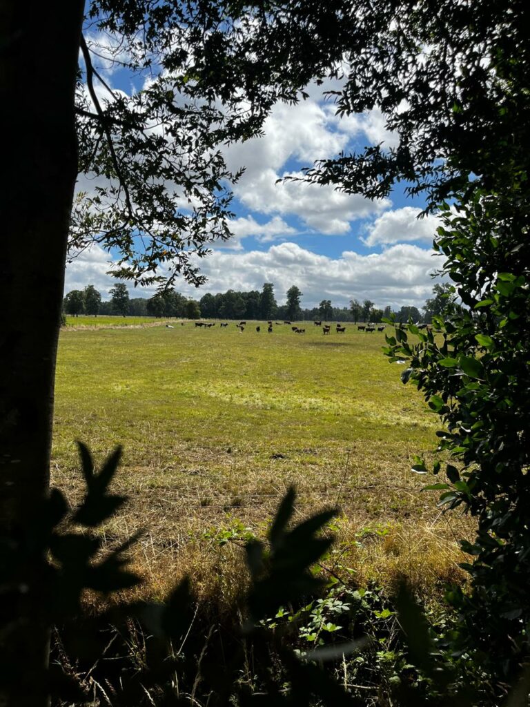 Europa valida la regeneración… pero el verdadero desafío es medirla