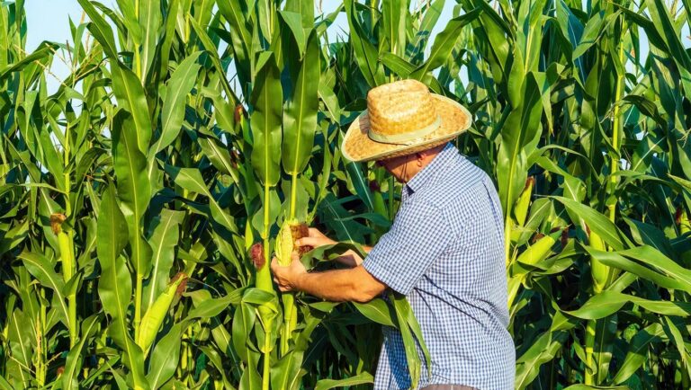 SAGO advierte crisis de costos y riesgo para la seguridad alimentaria en el sur de Chile