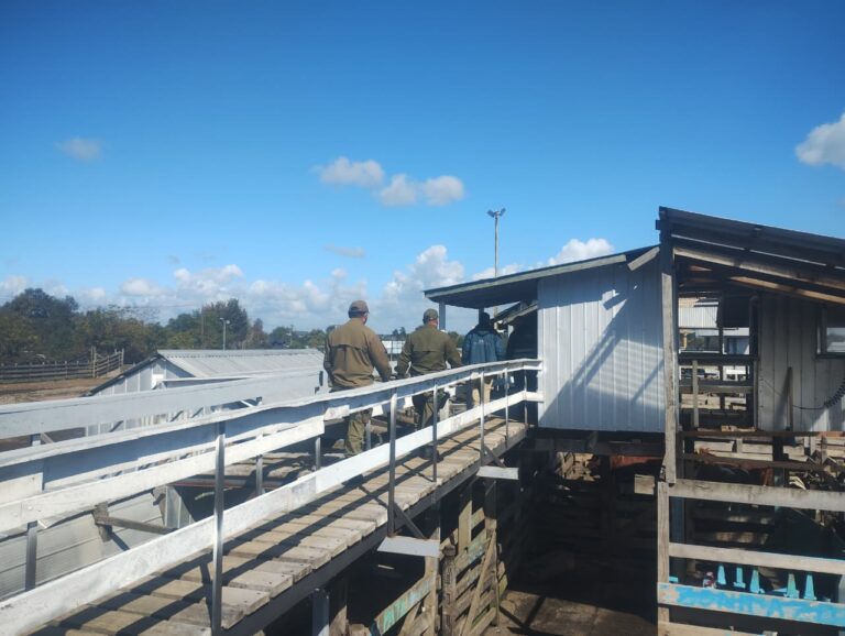 Fiscalización en feria de animales de Río Bueno deja infracciones por bienestar animal