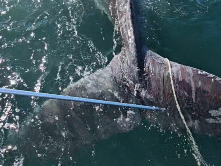 Liberan con vida a ballena enredada en cabos en la costa de Valdivia