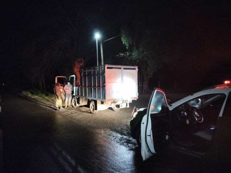 Patrulla Rural del Ranco detiene a sujeto con prontuario por abigeato durante fiscalizaciones en Río Bueno