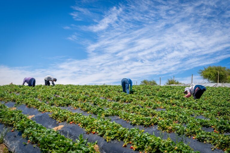 Ministerio de Agricultura transfiere apoyo a más de 3.800 agricultores de INDAP en Los Ríos ante alza en precios de insumos