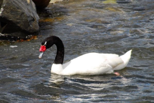 Confirman casos de influenza aviar H5N1 en cisnes de cuello negro y decretan alerta preventiva en Los Ríos