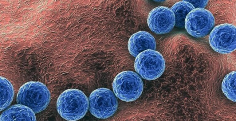 SEREMI de Salud informa que investigación epidemiológica por Streptococcus pyogenes se mantiene en desarrollo