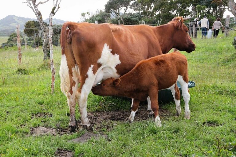 Ministerio de Agricultura llama a agricultores y ganaderos a contratar a tiempo los seguros agropecuarios