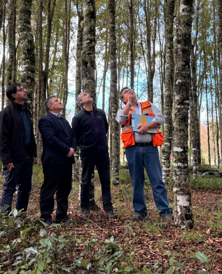 INFOR y CONAF impulsan proyecto para seleccionar robles óptimos para restauración y producción forestal