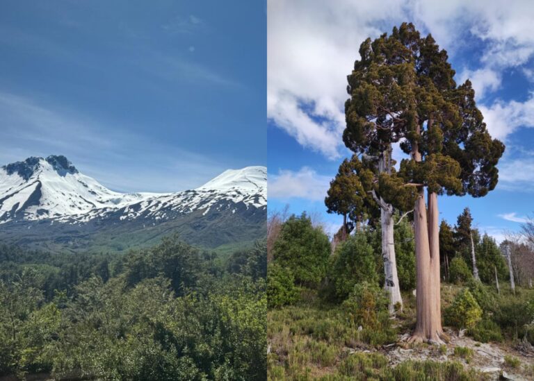 CONAF Los Ríos se suma a la celebración del Día de los Patrimonios con entrada gratuita a áreas silvestres protegidas