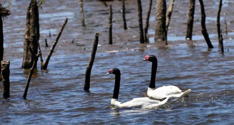 SENAPRED mantiene Alerta Temprana Preventiva en Los Ríos por presencia de influenza aviar H5N1
