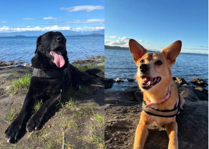 Día Mundial del Perro: la ciencia confirma que convivir con ellos mejora la salud física y emocional