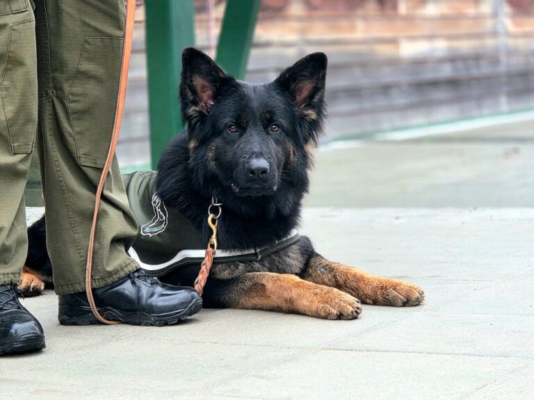 Llegó nuevo can policial a La Unión